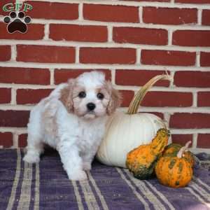 Alice, Cavachon Puppy